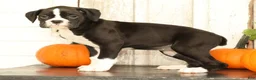 Boxer dogs for sale: Chloe - Ad 2