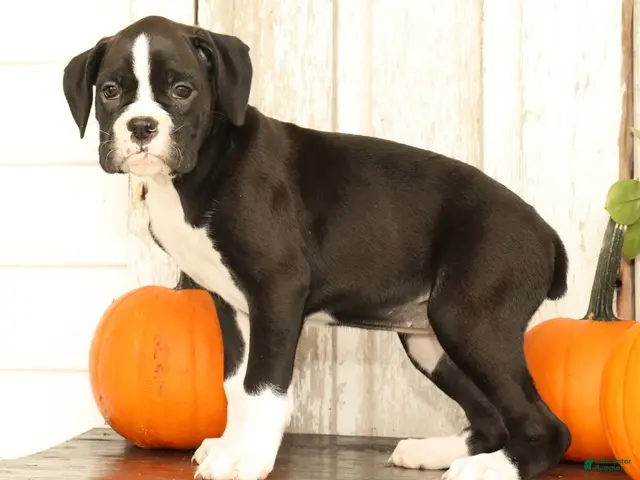 Boxer dogs Chloe - Ad 2