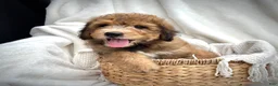 Bernedoodle dogs for sale: Theo - Ad 6