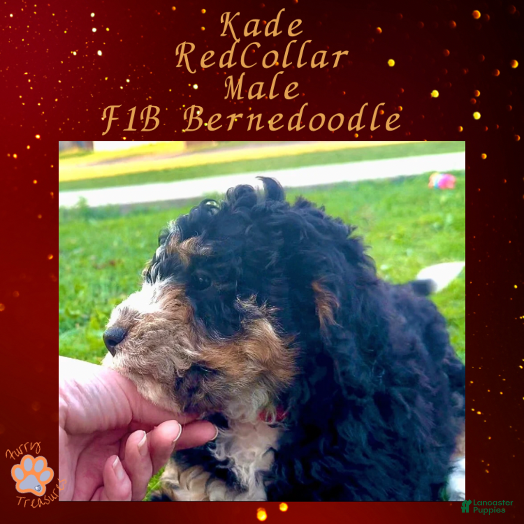 Mini Bernedoodle dogs for sale: Kade “Red Collar” Male - Ad 8