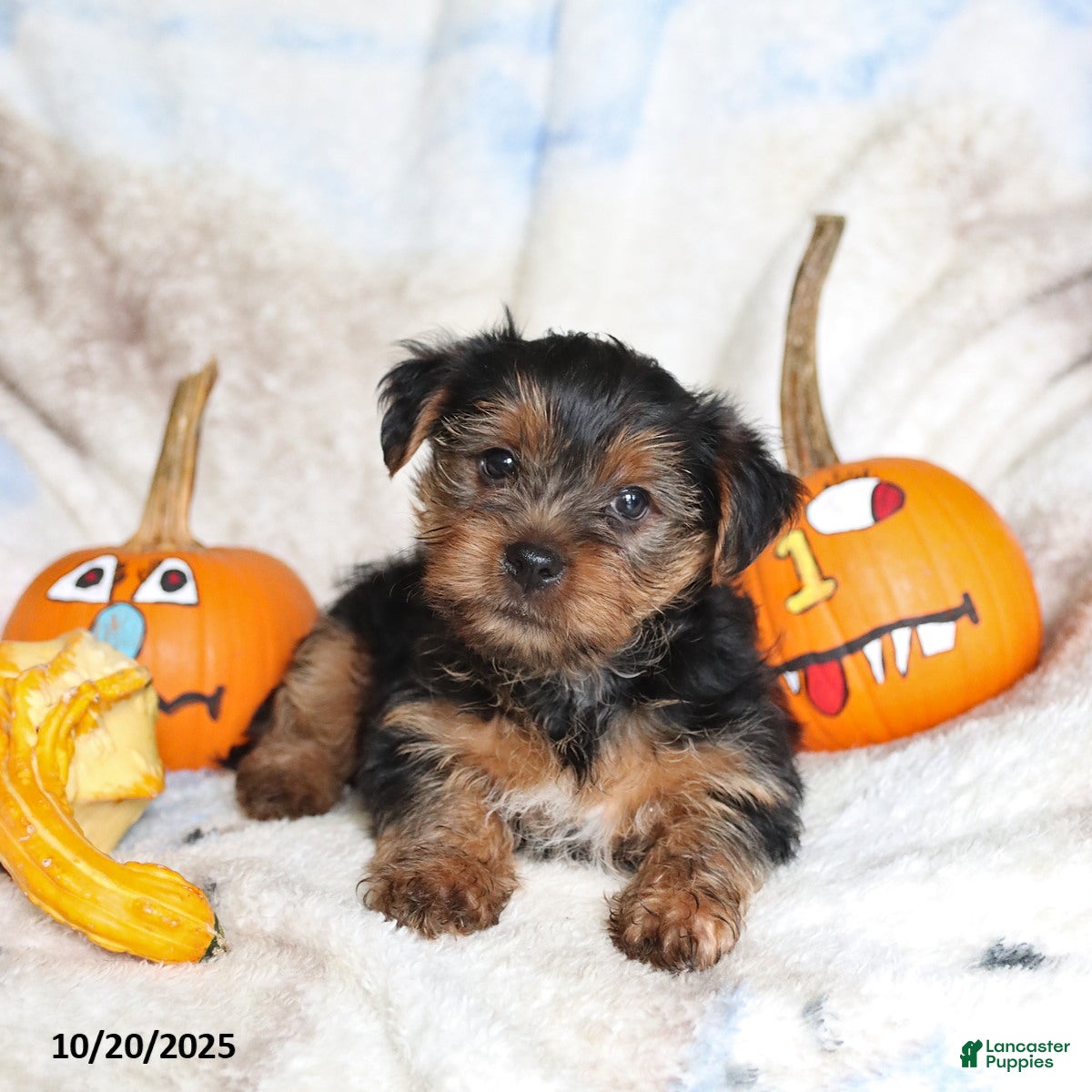 Yorkshire Terrier dogs Teddy - Ad 2