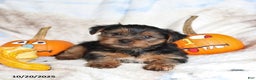Yorkshire Terrier dogs for sale: Teddy - Ad 1