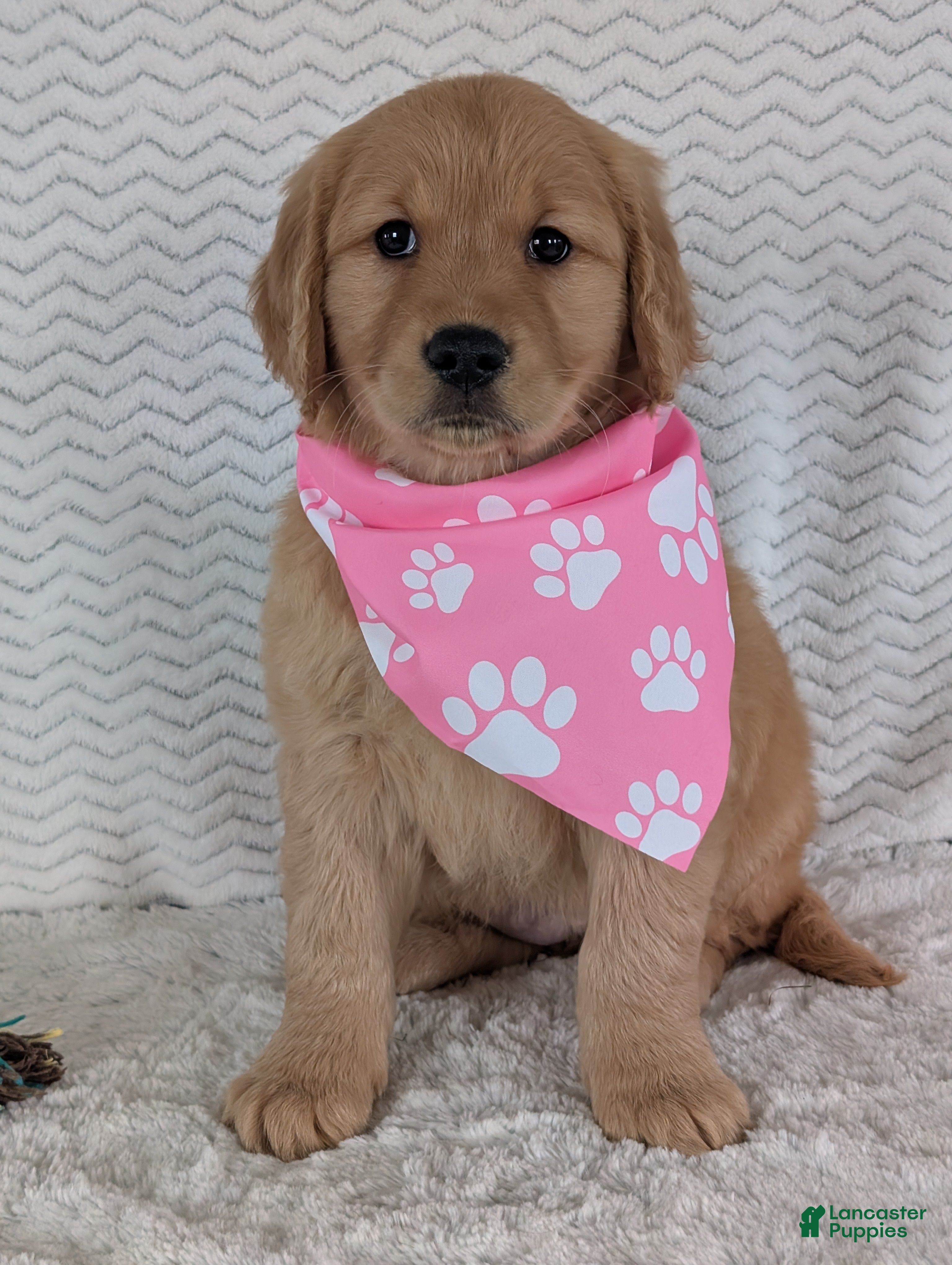 Golden Retriever dogs Miss Ruby  - Ad 4