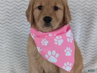 Golden Retriever dogs Miss Ruby - Ad 13