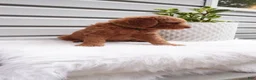 Goldendoodle dogs for sale: Zeg - Ad 7