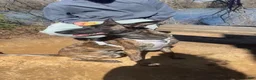 Dutch Shepherd dogs for sale: Harley - Ad 7