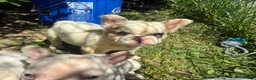 French Bulldog dogs for sale: French Bulldog Puppy 5 (fluffy) - Ad 5