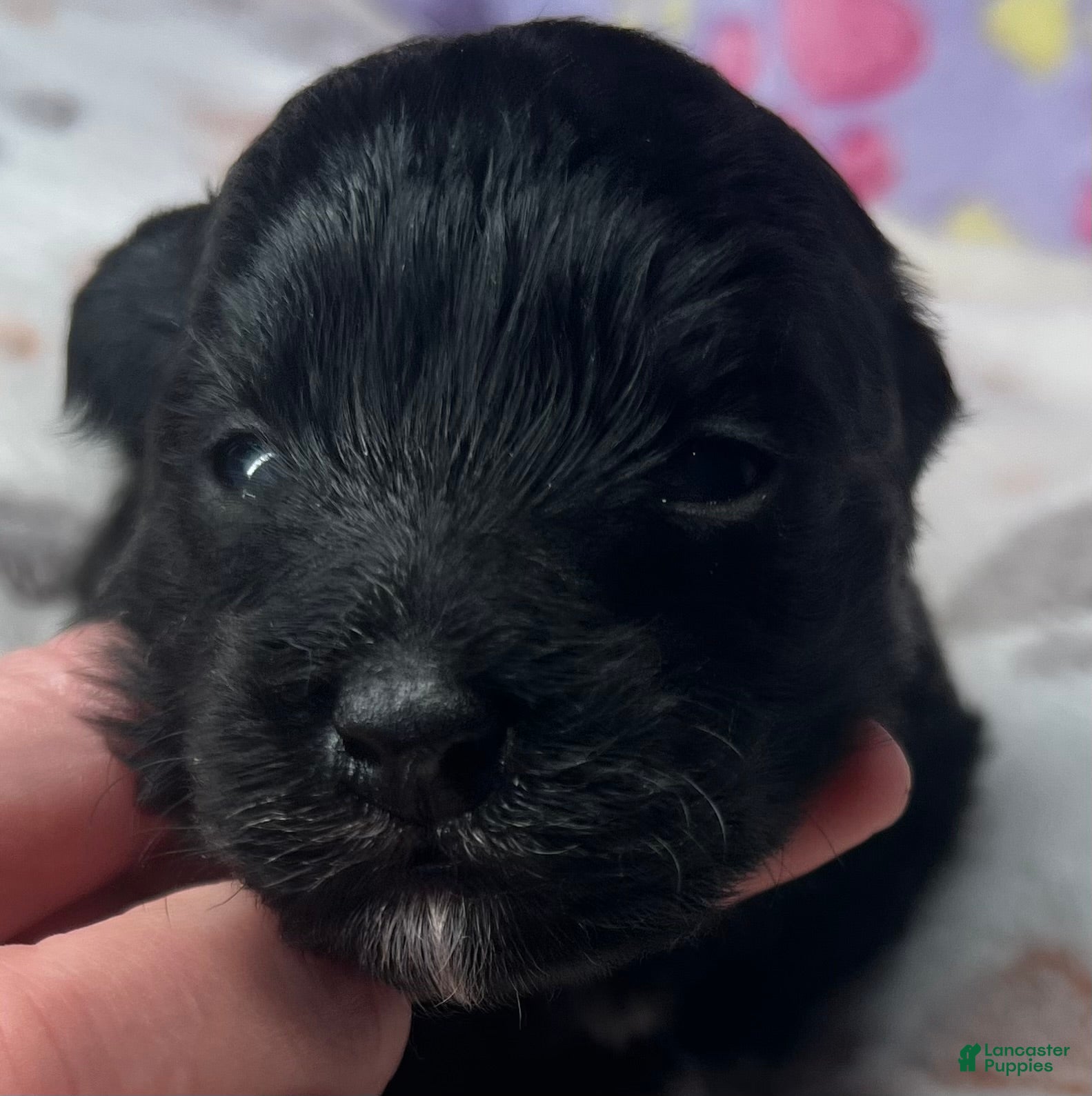 Havanese dogs Winston - Ad 1