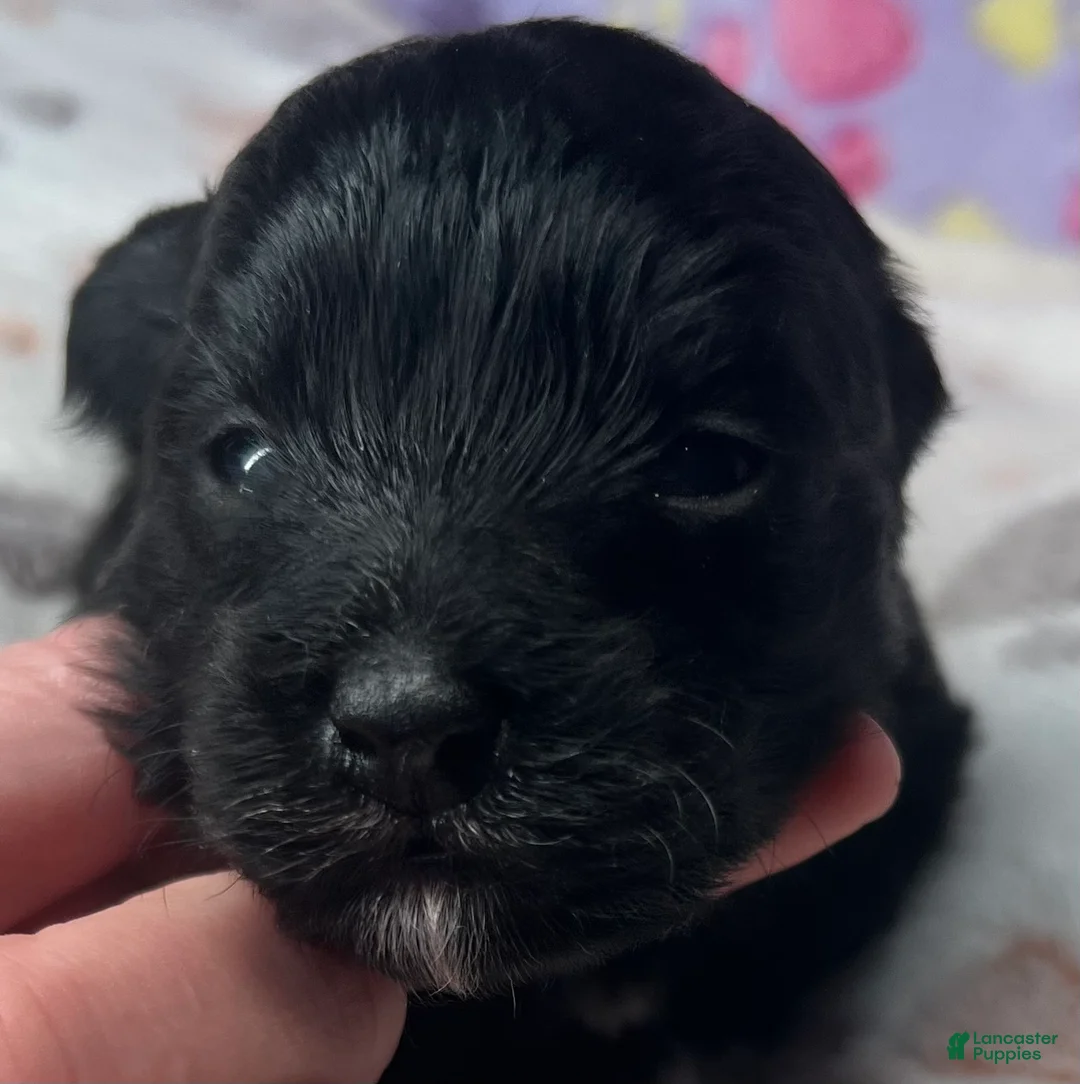 Havanese dogs for sale: Winston - Ad 1