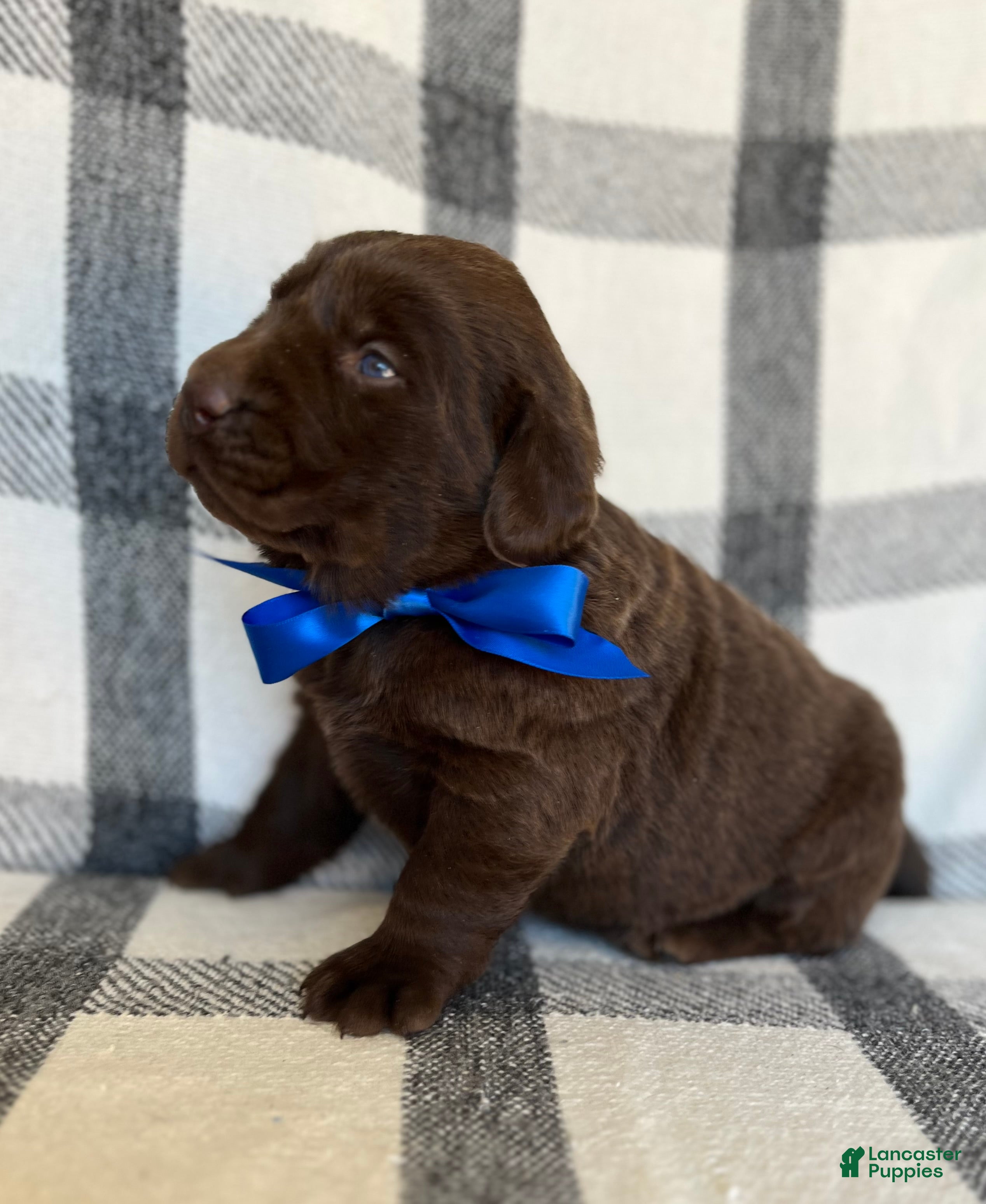 Labrador Retriever dogs for sale: Milo - Ad 2