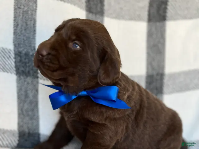 Labrador Retriever dogs for sale: Milo - Ad 2