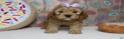 Cockapoo dogs for sale: Katie - Ad 5