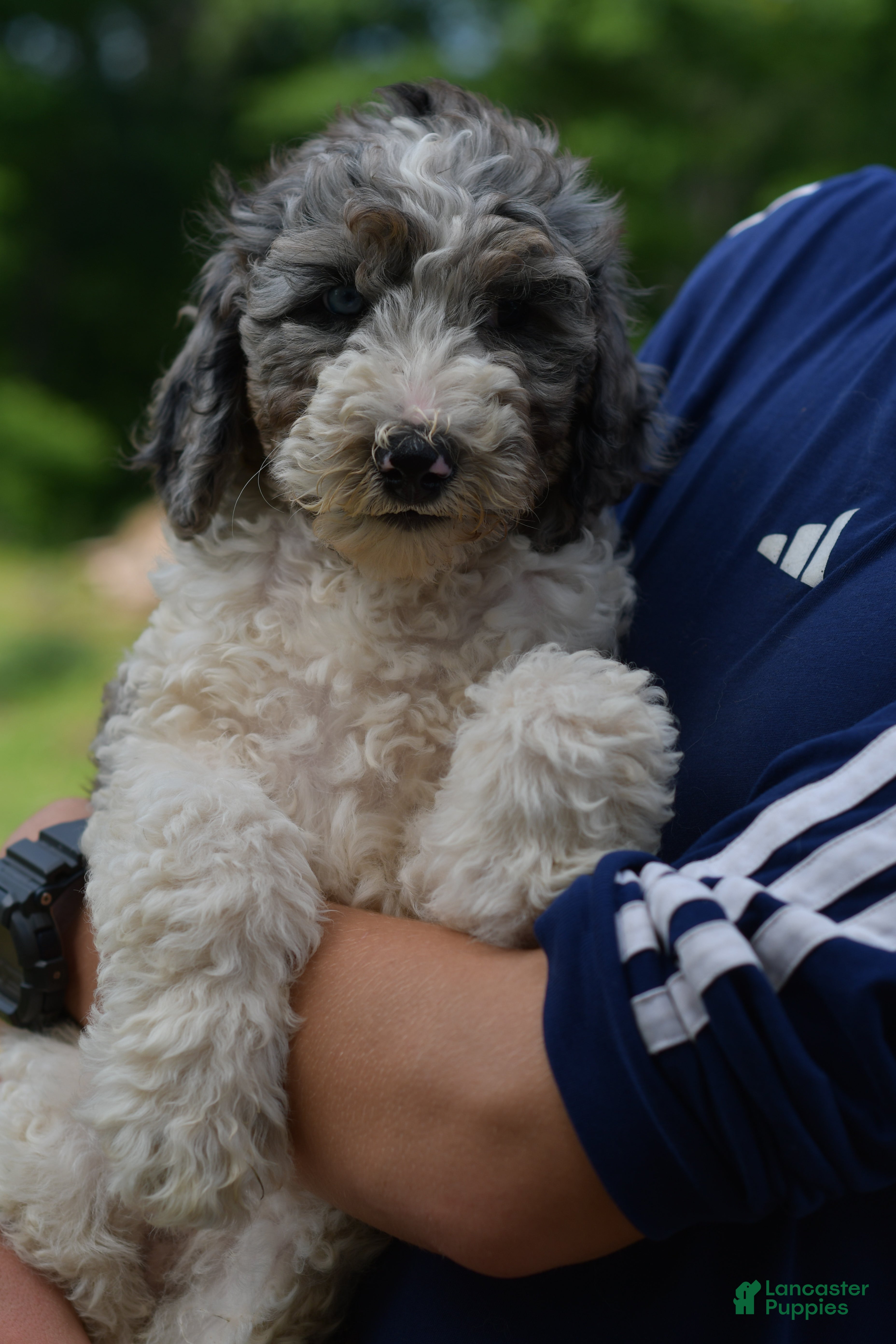 Standard Poodle dogs Piper, Standard Poodle Puppy 4 - Ad 1