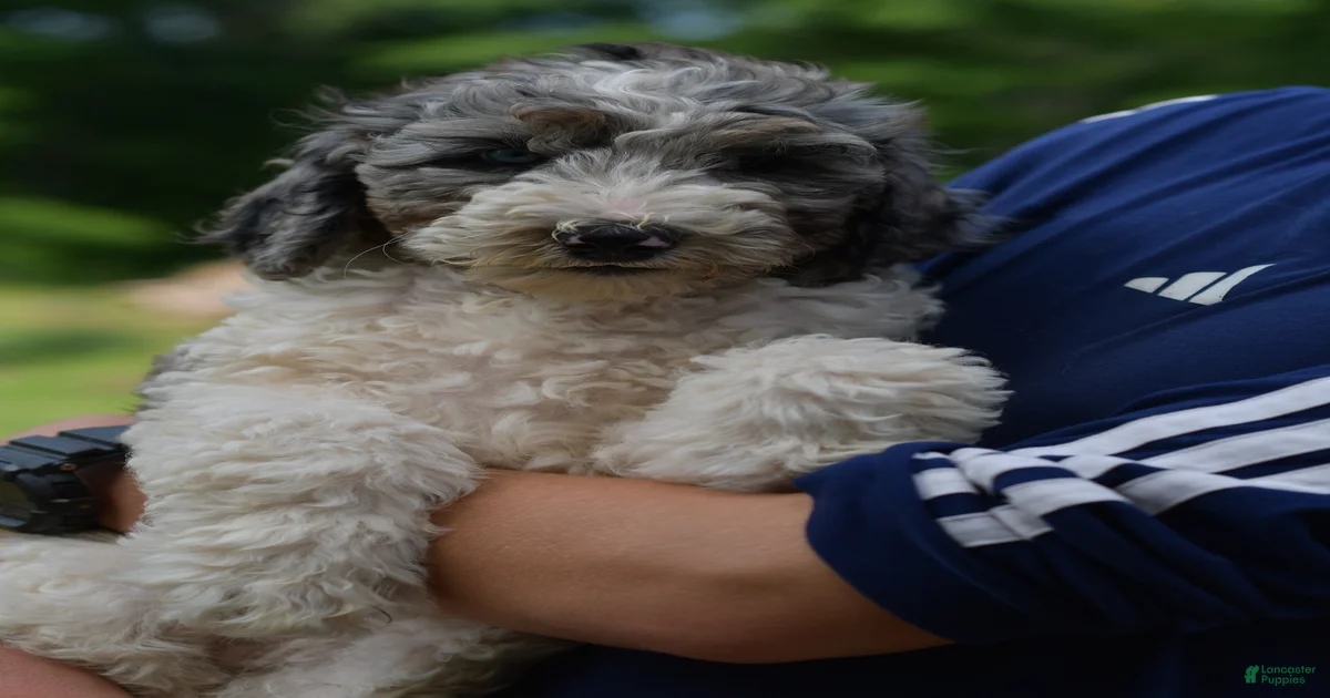 Standard Poodle Puppies for sale in New York, New York | Lancaster