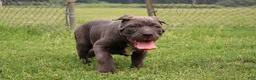 Cane Corso dogs for sale: Mr. Miyagi  - Ad 17