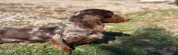 Doxiepoo dogs for sale: Hershey kiss  - Ad 6