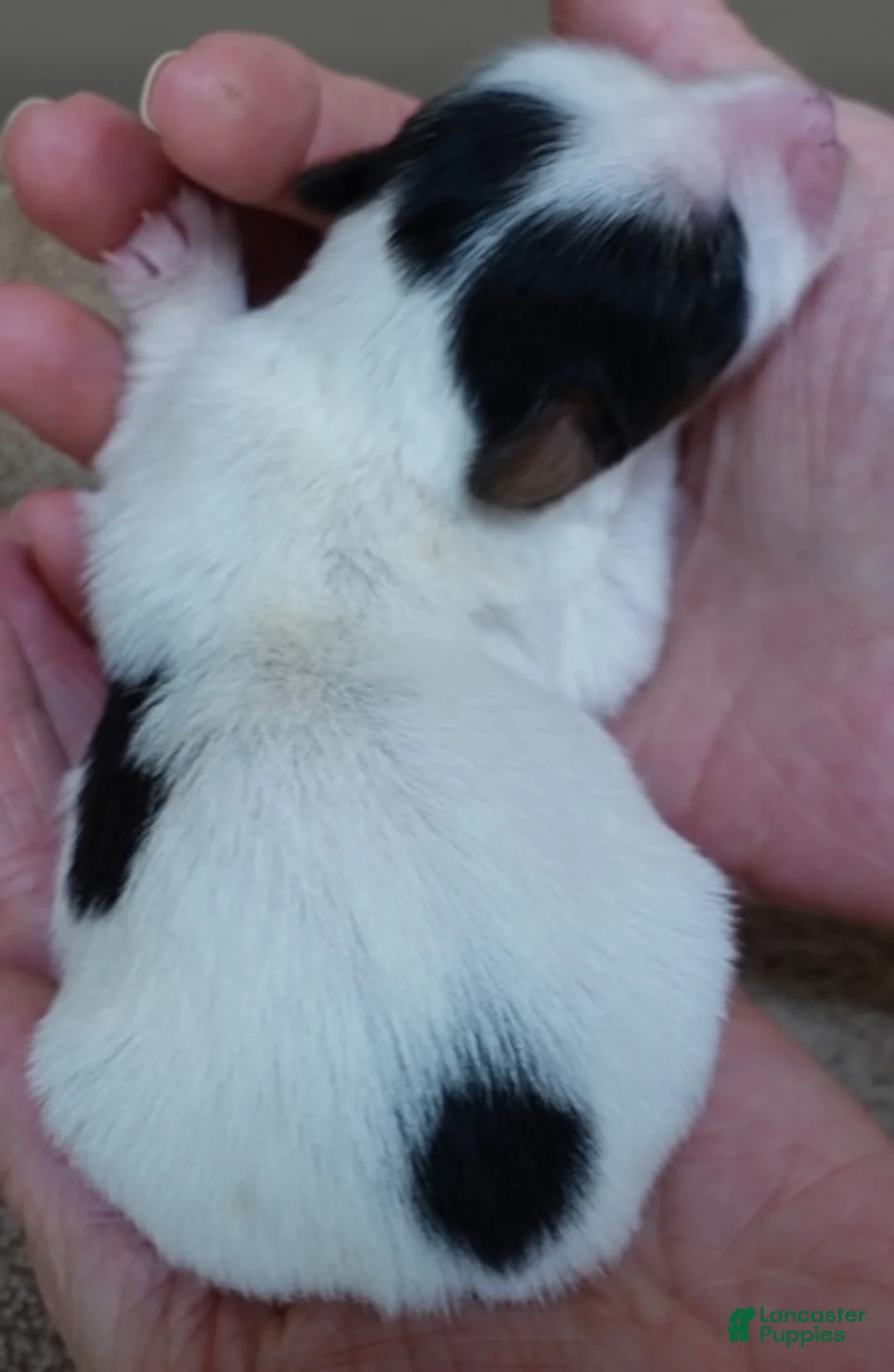 Yorkshire Terrier dogs for sale: Tansy - Ad 7