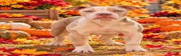 American Bully dogs for sale: American Bully Female - 2 - Ad 2