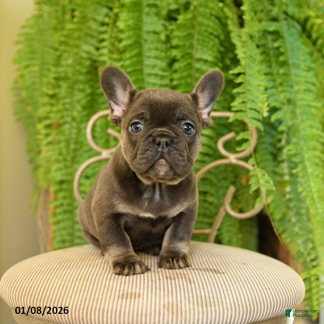 French Bulldog dogs for sale: Trixie - Ad 5