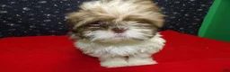 Shih Tzu dogs for sale: Marcos - Ad 4
