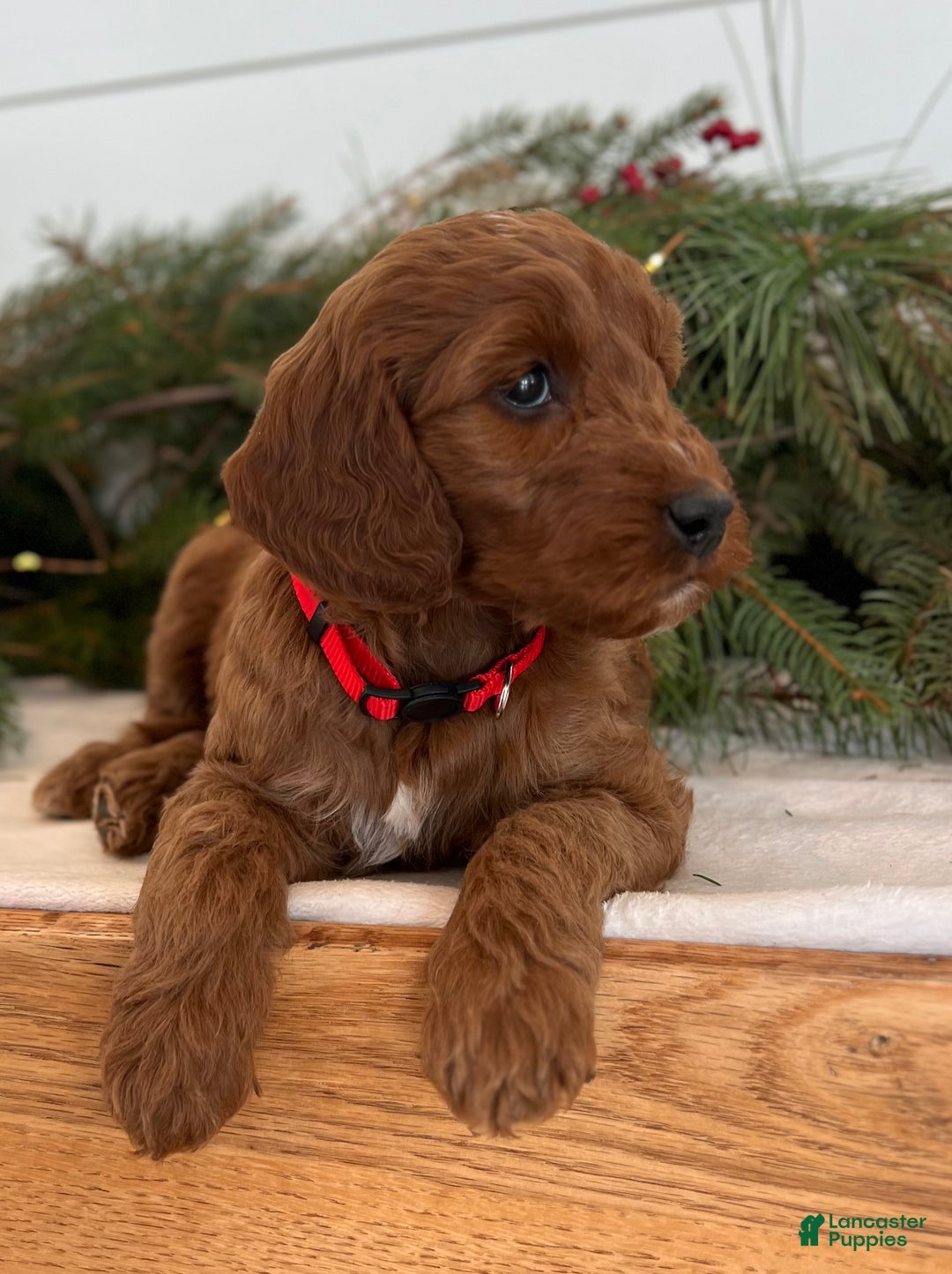 Irish Doodle dogs for sale: Maggie - Ad 13