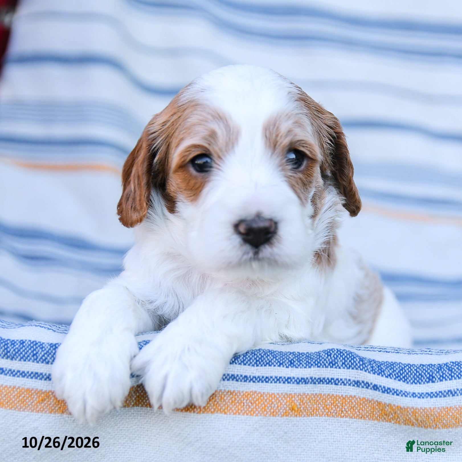 Cavapoo dogs for sale: Max - Ad 2