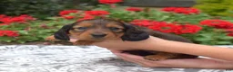 Miniature Dachshund dogs for sale: Nova - Ad 3