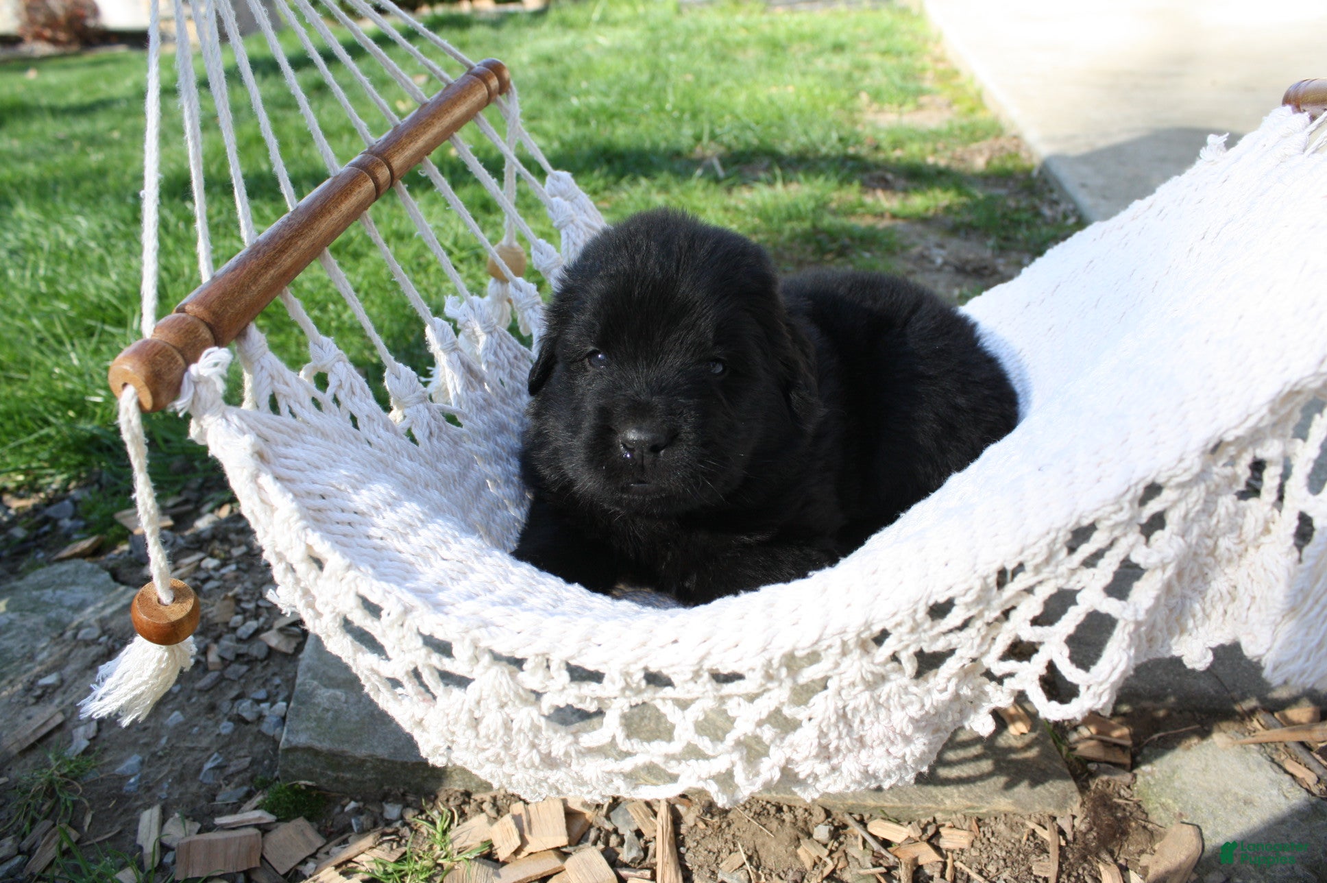 Newfoundland dogs Diesel  - Ad 2