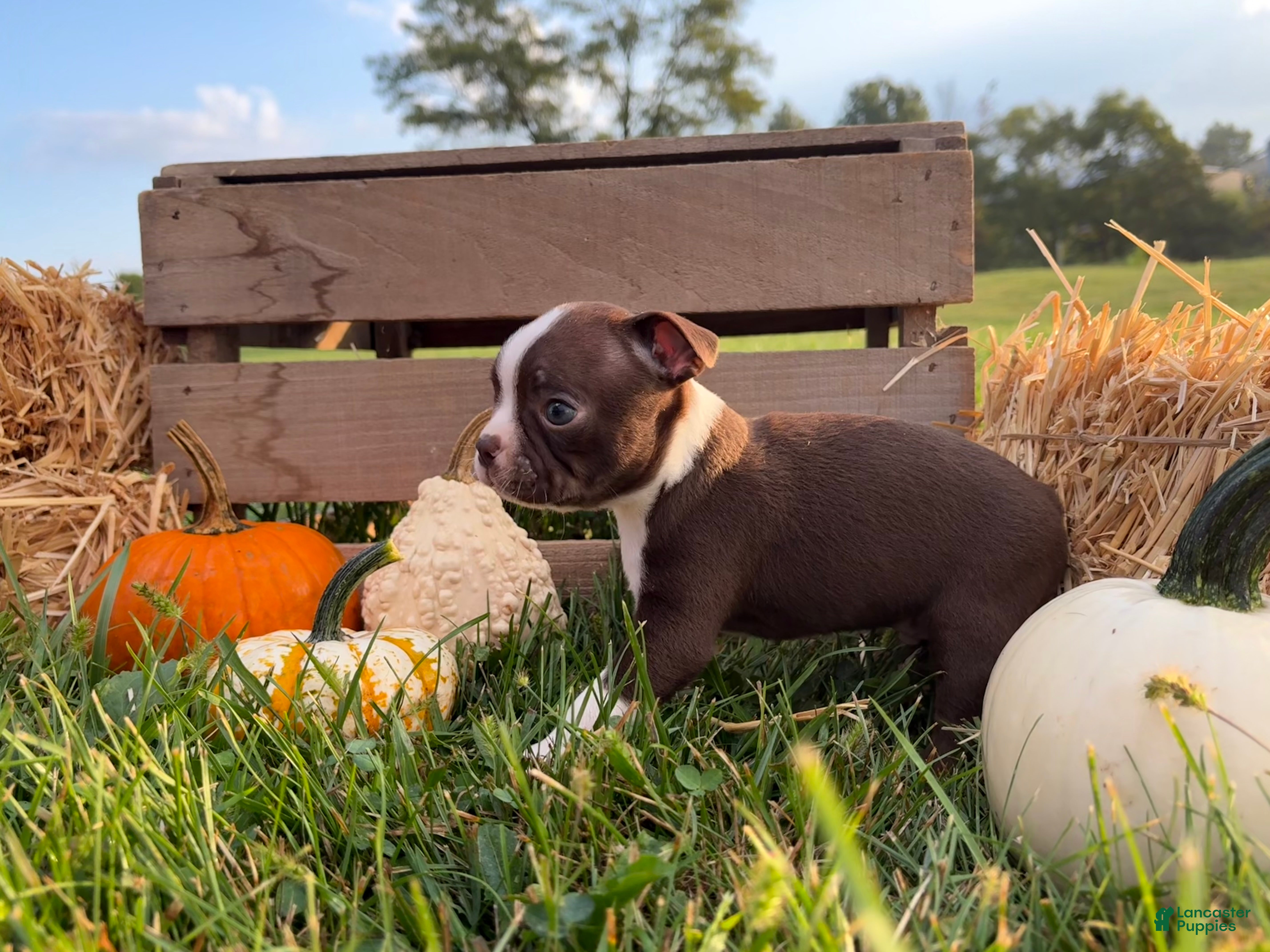 Boston Terrier dogs for sale: Dusty - Ad 3