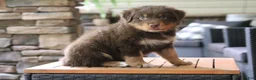 Australian Shepherd dogs for sale: diggory - Ad 3