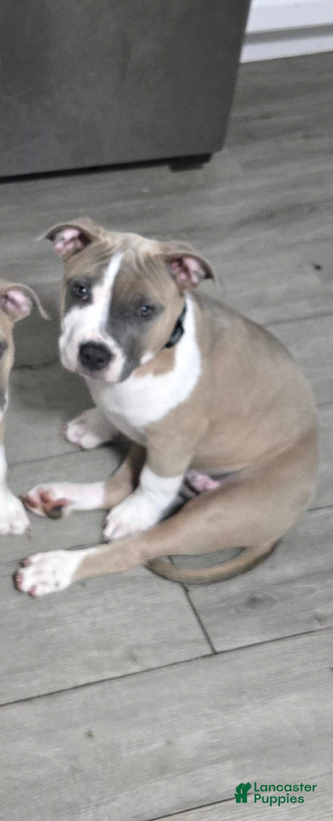 Mixed Breed dogs Crush - Ad 4