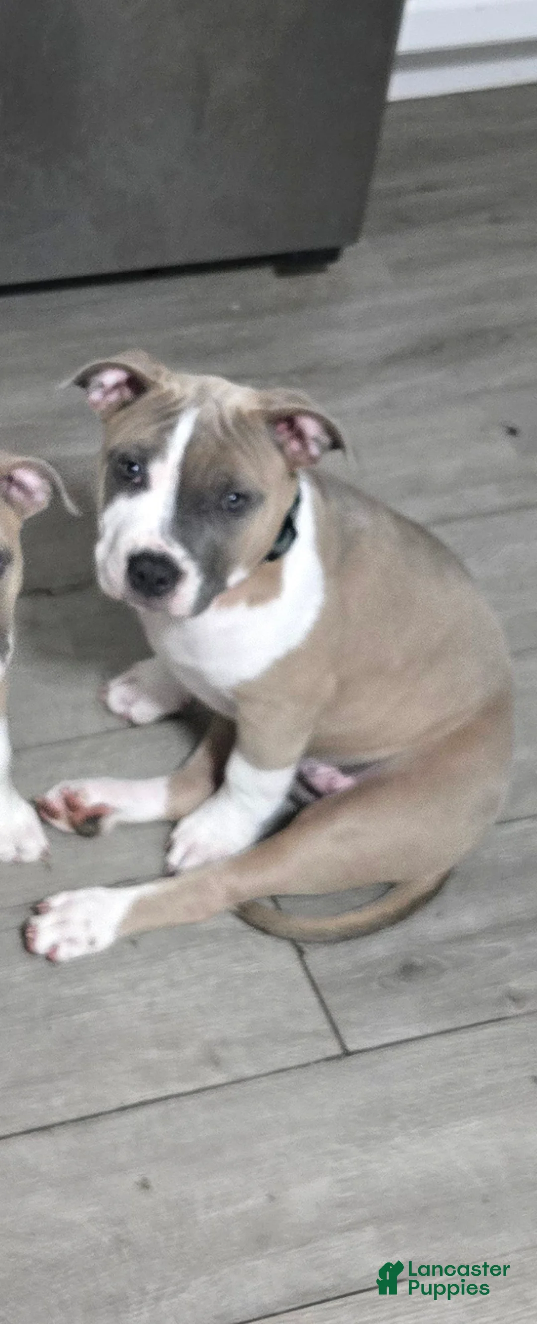 Mixed Breed dogs for sale: Crush - Ad 1