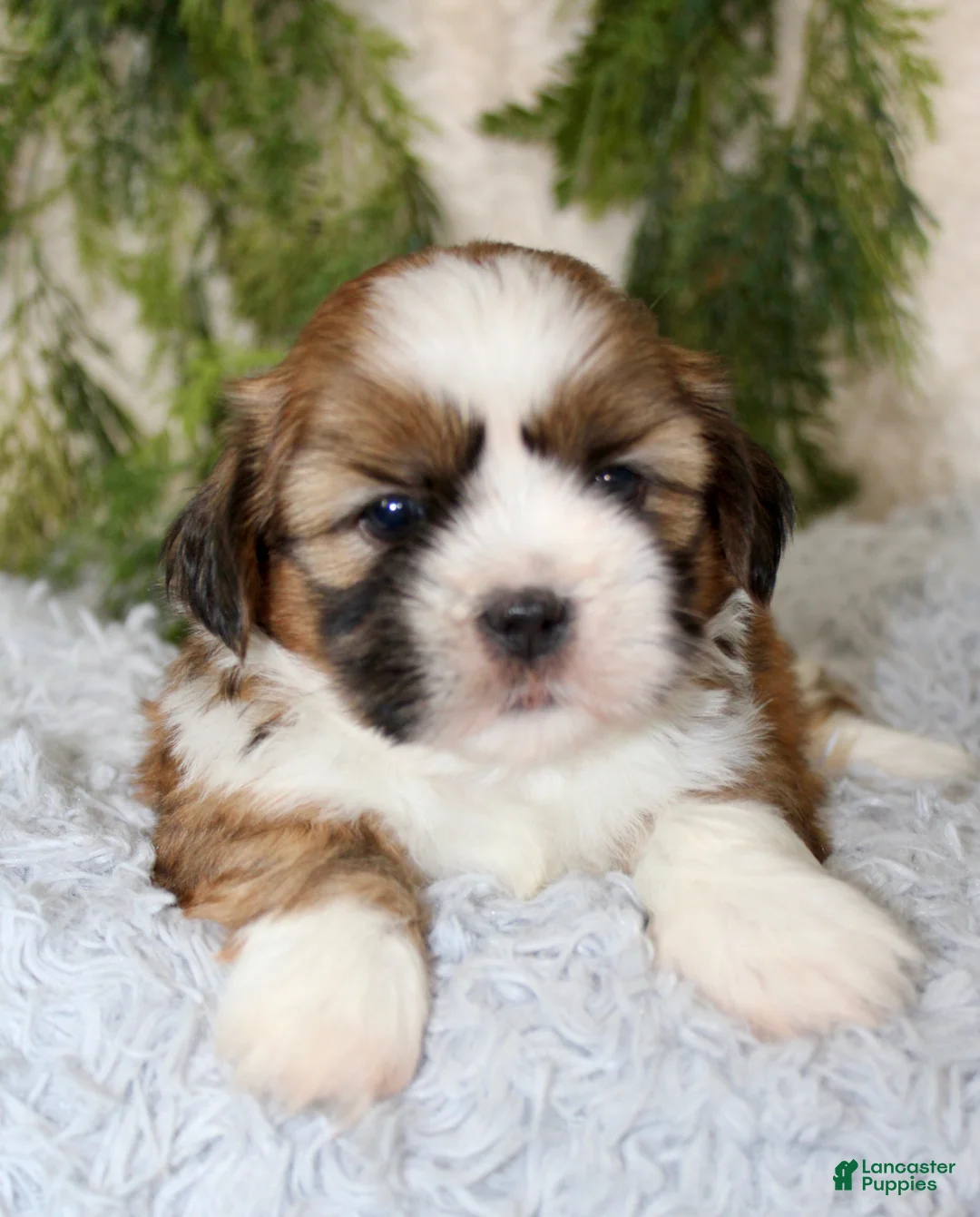 Shih Tzu dogs for sale: Puppy 4 - Ad 2