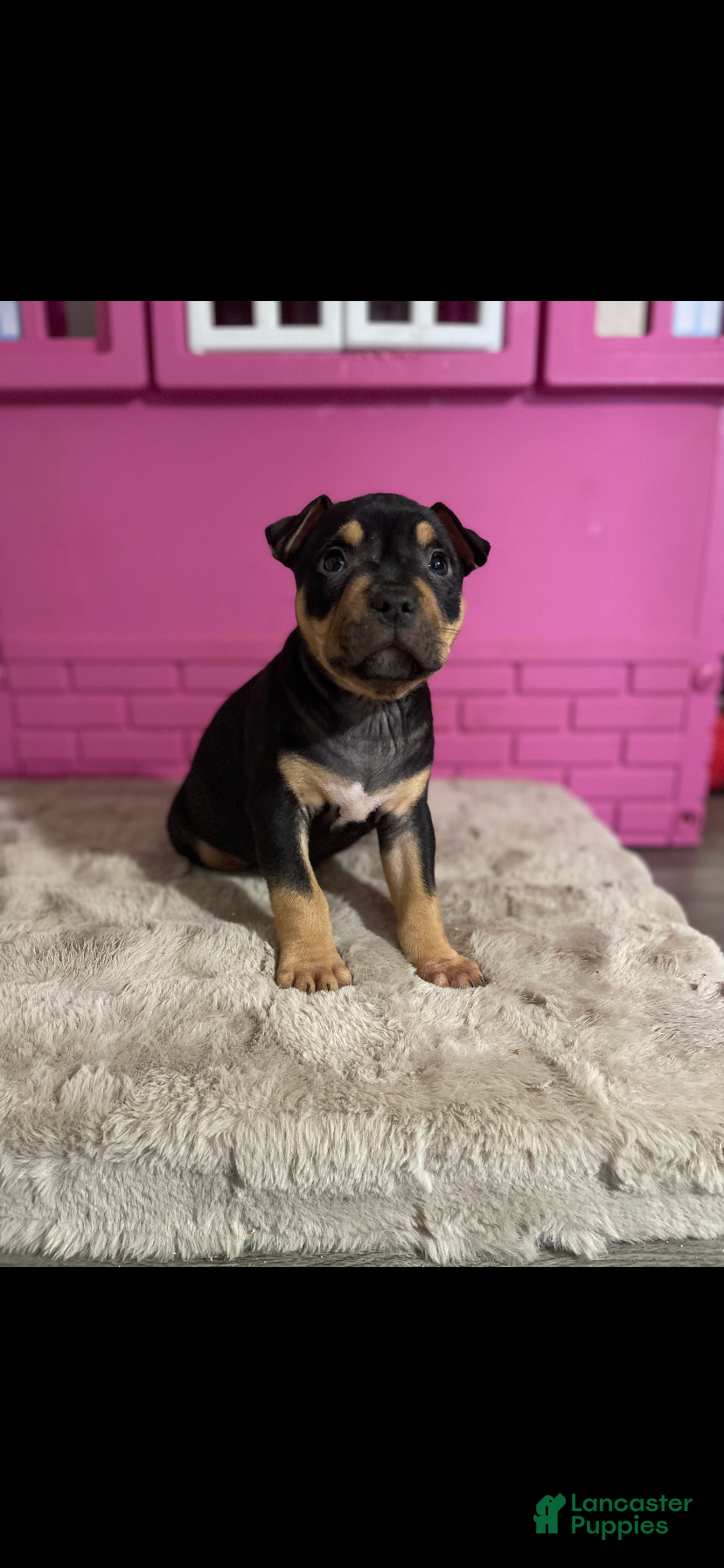 American Bully dogs for sale: American Bully 1 - Ad 31