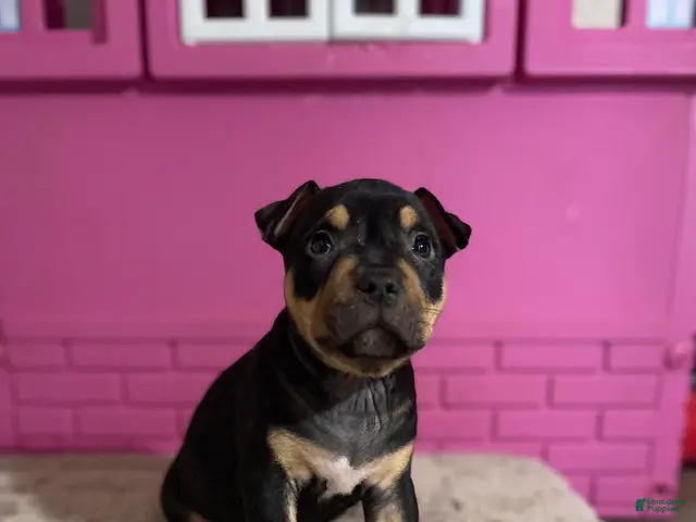 American Bully dogs for sale: American Bully 1 - Ad 31
