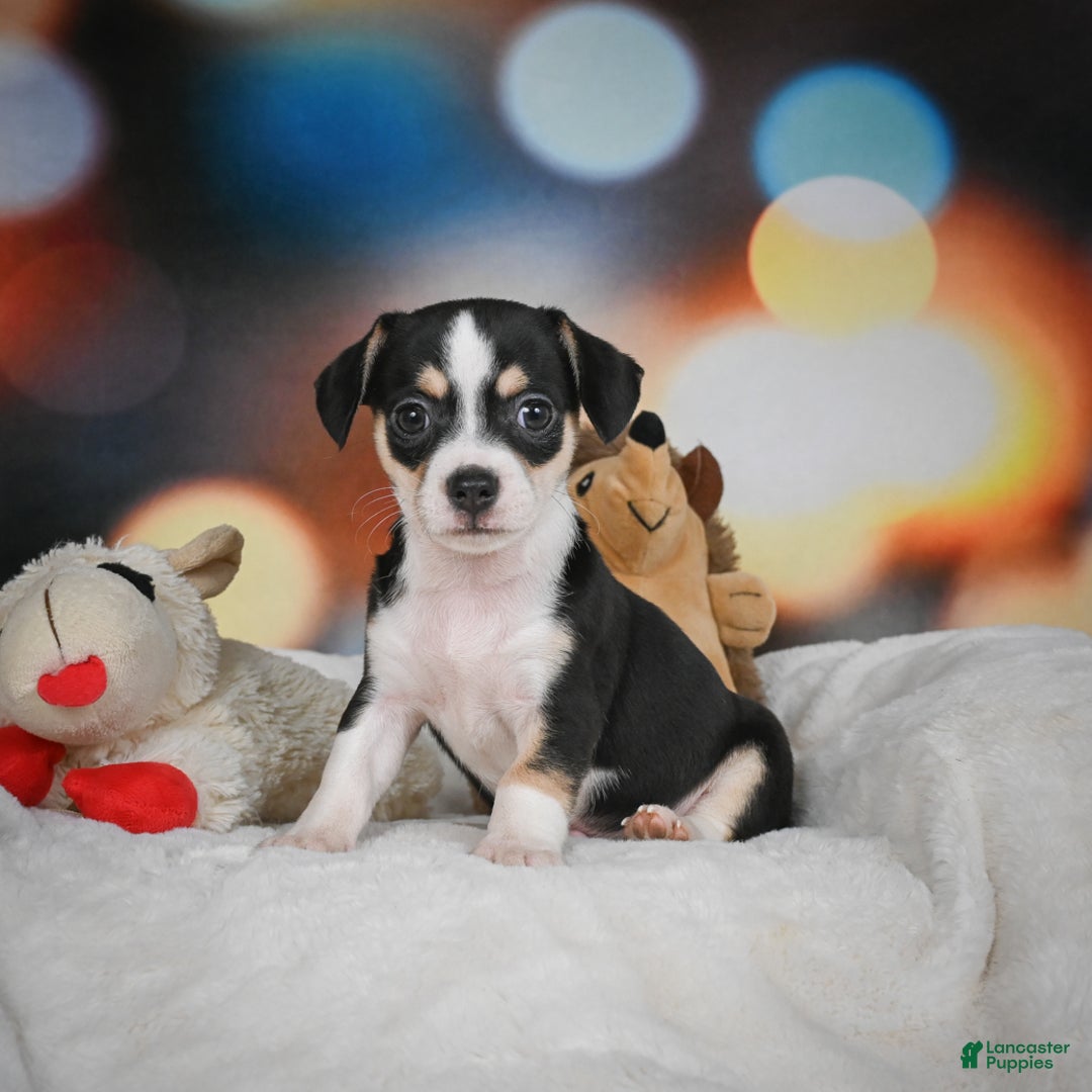 Chihuahua dogs for sale: Glen - Ad 1