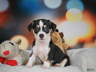 Chihuahua dogs Glen - Ad 8