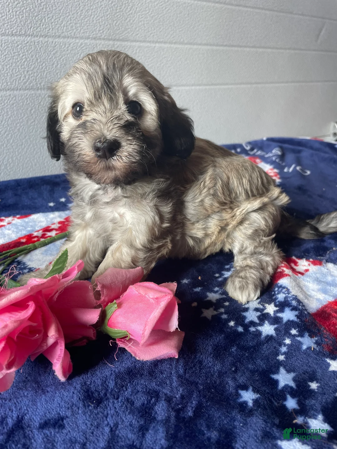Havapoo dogs for sale: Lena - Ad 4