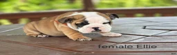 English Bulldog dogs for sale: English Bulldog Puppy 5 - Ad 4