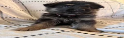 German Shepherd dogs for sale: Ravens ( Purple Collar) - Ad 2