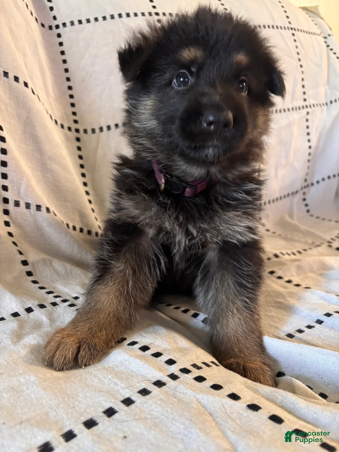 German Shepherd dogs for sale: Ravens ( Purple Collar) - Ad 2