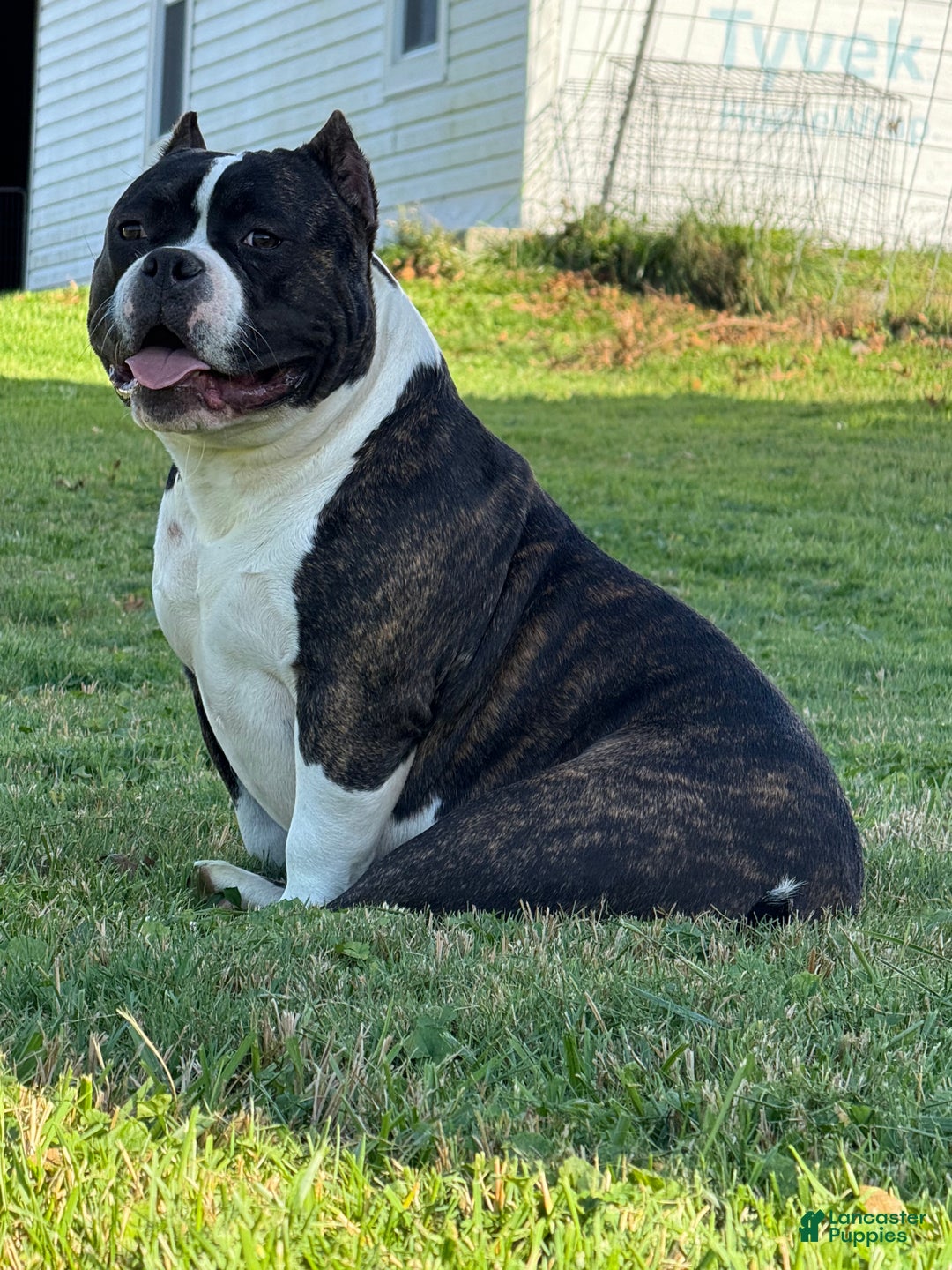 American Bully dogs for sale: Brenda - Ad 7