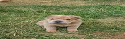 Shar Pei dogs for sale: Roman - Ad 10