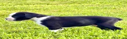 Boxer dogs for sale: ONYX - Ad 2