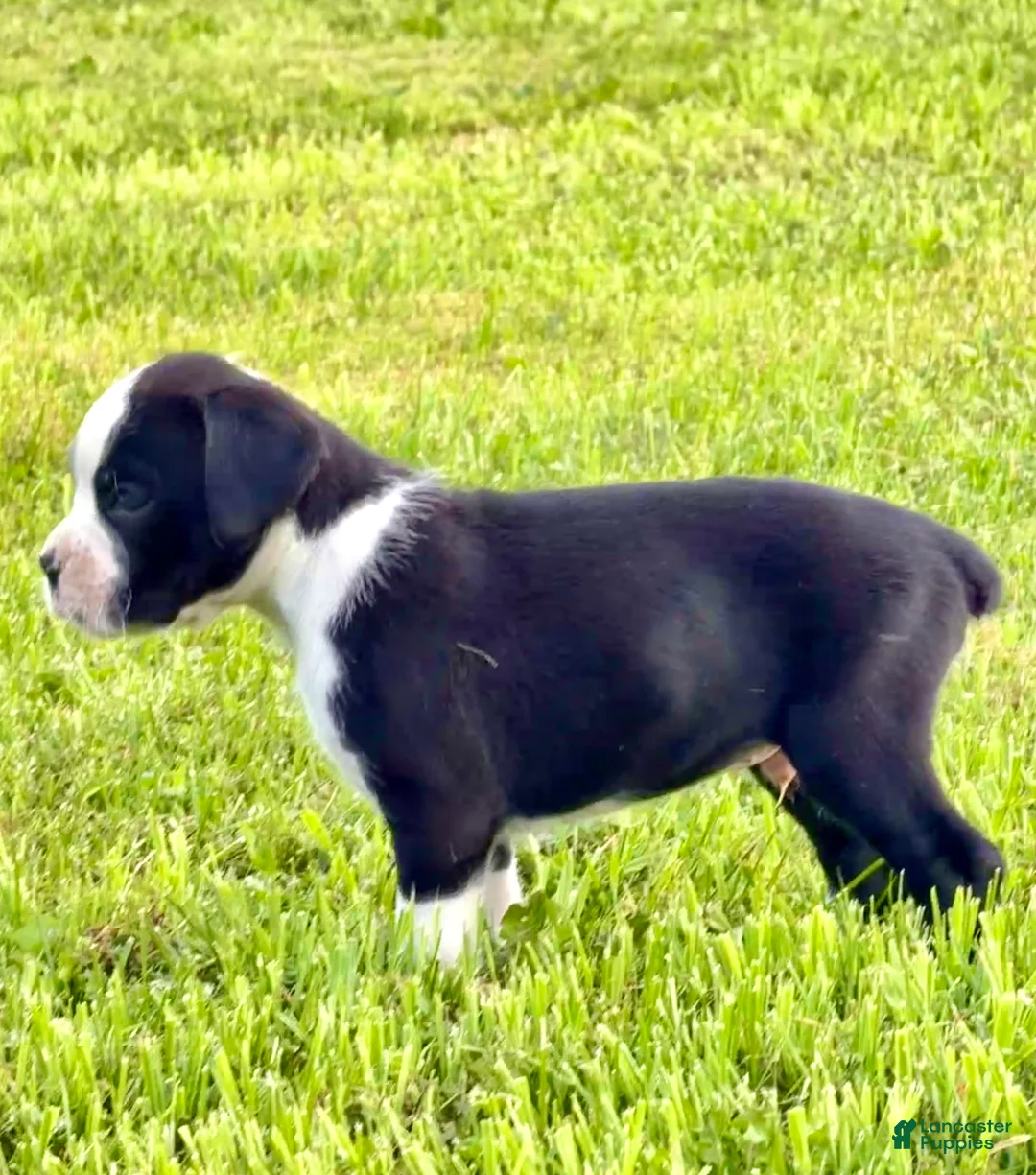 Boxer dogs for sale: ONYX - Ad 2