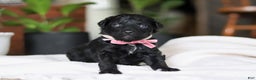 Mixed Breed dogs for sale: Lola - Ad 4