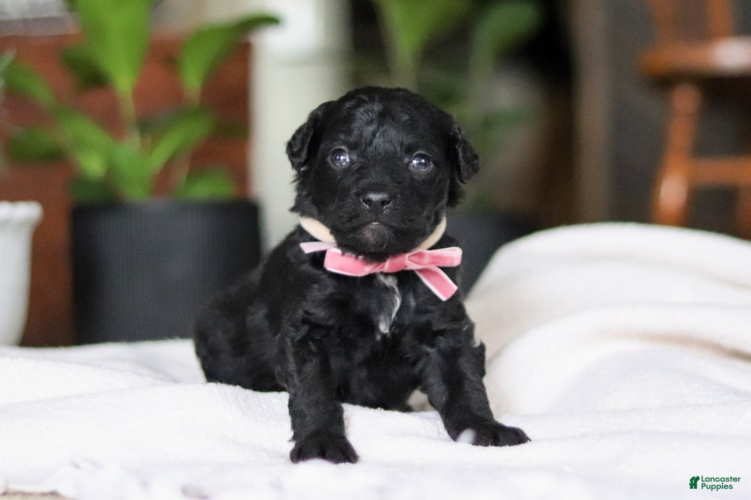 Mixed Breed dogs for sale: Lola - Ad 4