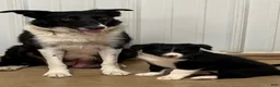 Border Collie dogs for sale: King - Ad 9