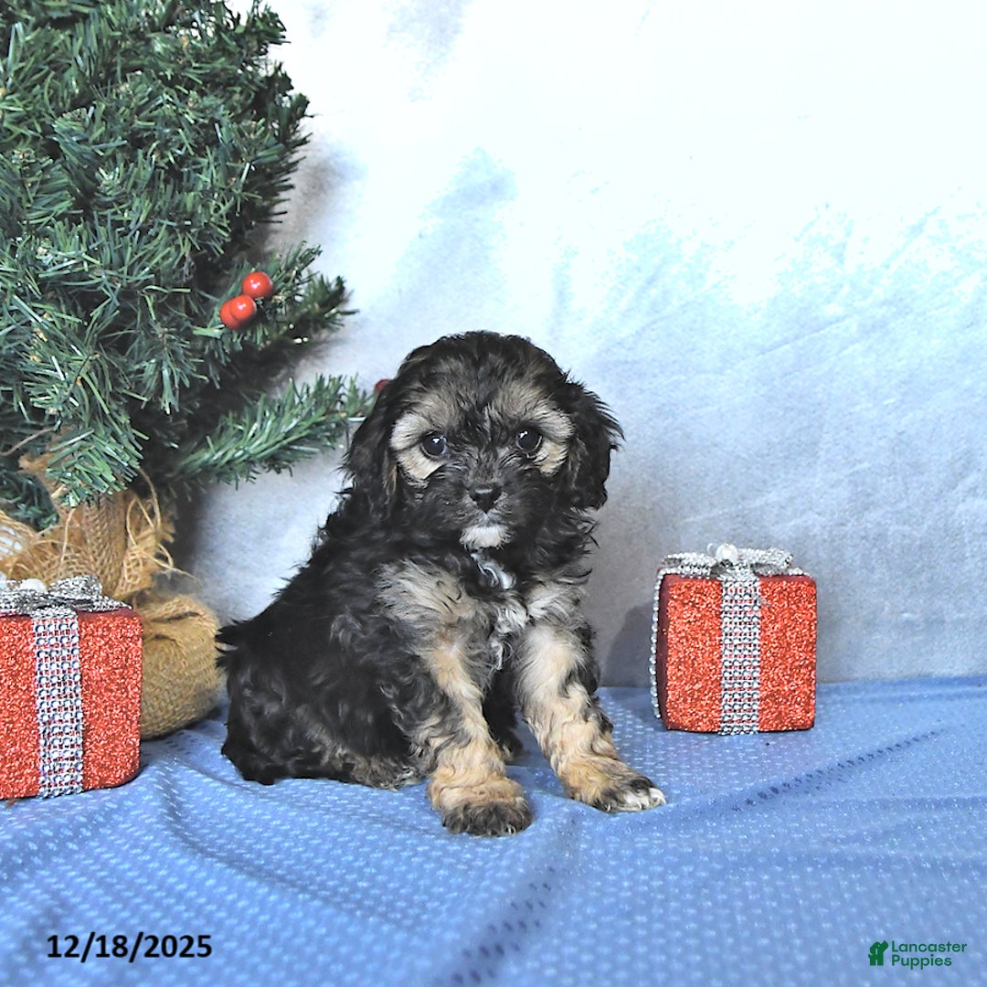 Cavapoo dogs for sale: Reese - Ad 2