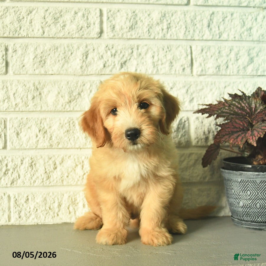Mini Goldendoodle dogs Natcho  - Ad 1